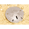 2019-Sand-Dollar-1oz-Silver-Coin-Lifestyle4.png