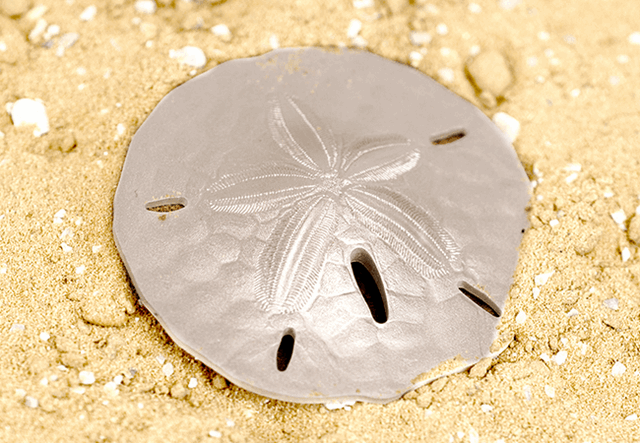 2019-Sand-Dollar-1oz-Silver-Coin-Lifestyle4.png