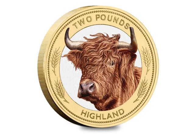 Cow BU £2 Highland Rev